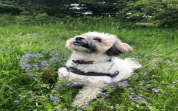 Zuchon dogs for sale: *Not selling* Seeking King Charles  - Image 1