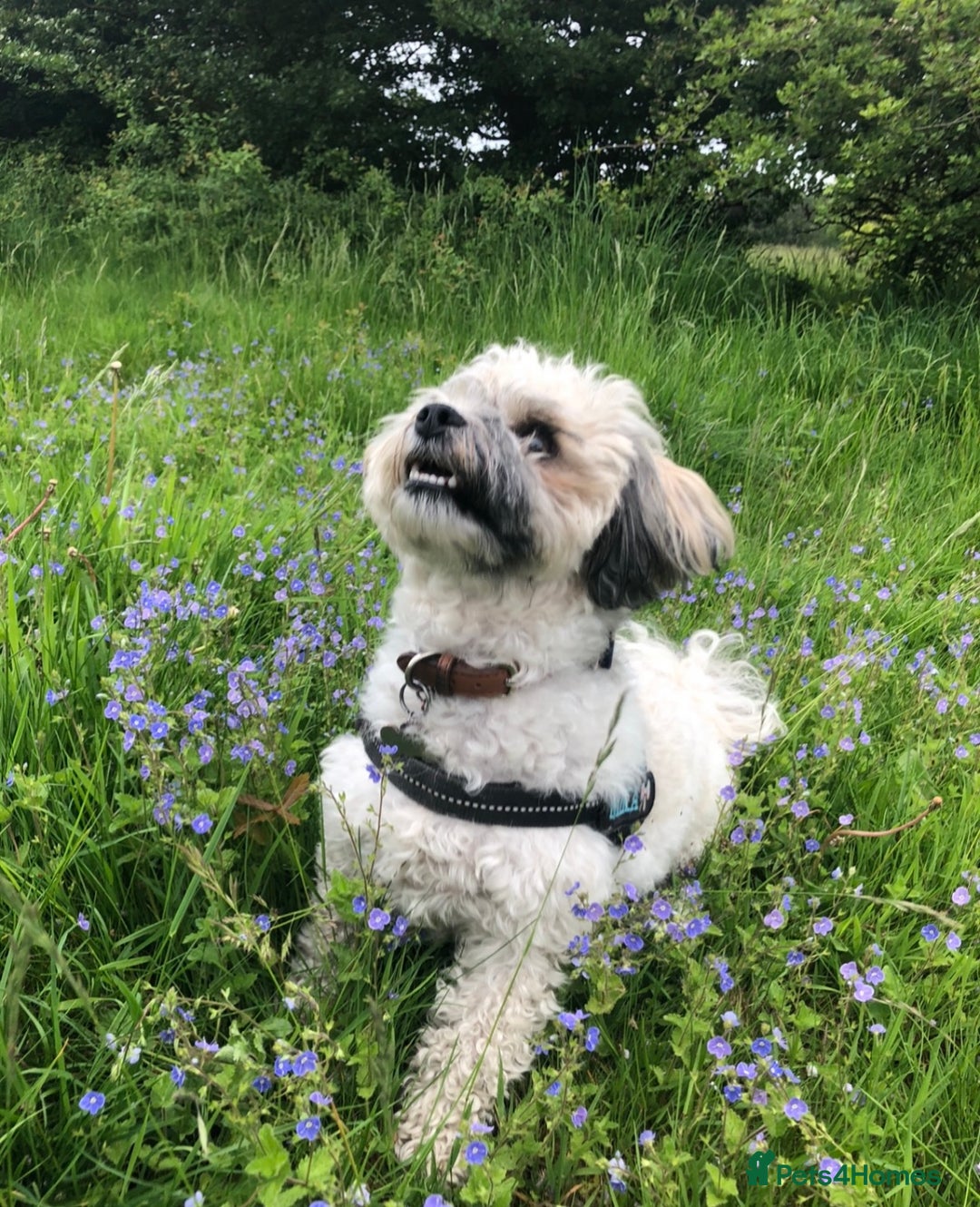 Zuchon dogs for sale: *Not selling* Seeking King Charles  - Image 1