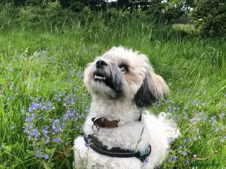 Zuchon dogs *Not selling* Seeking King Charles - Advert 1