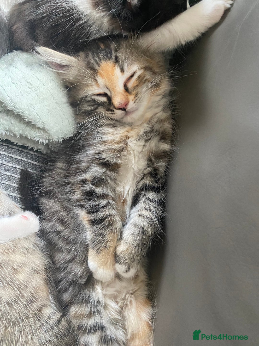RagaMuffin cats for sale: 🐾 **Adopt Ragdoll-Shorthair Kitten!** 🐾 - Image 14