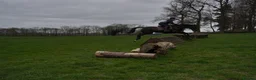 British Warmblood horses for sale: Eventing Schoolmistress in Northallerton - Advert 8