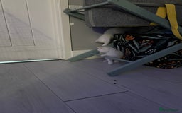 Ragdoll cats for sale: Ragdoll x British short hair kittens for sale  - Image 9