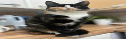 Mixed Breed cats for sale: Stunning kittens ready to find new loving homes  - Advert 1