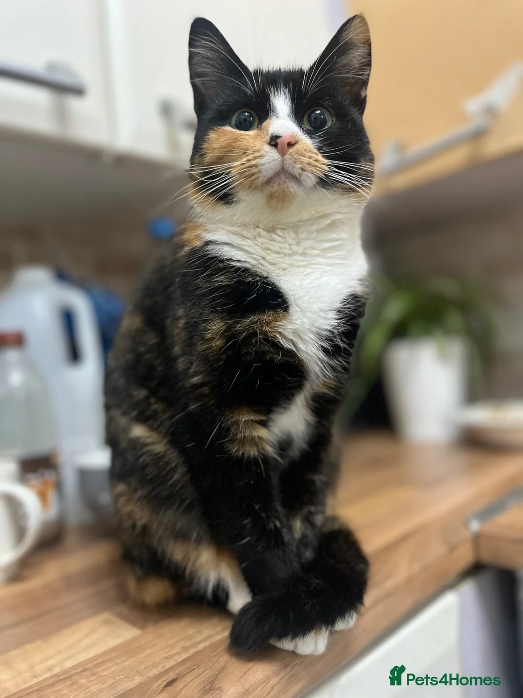 Mixed Breed cats for sale: Stunning kittens ready to find new loving homes  - Advert 1