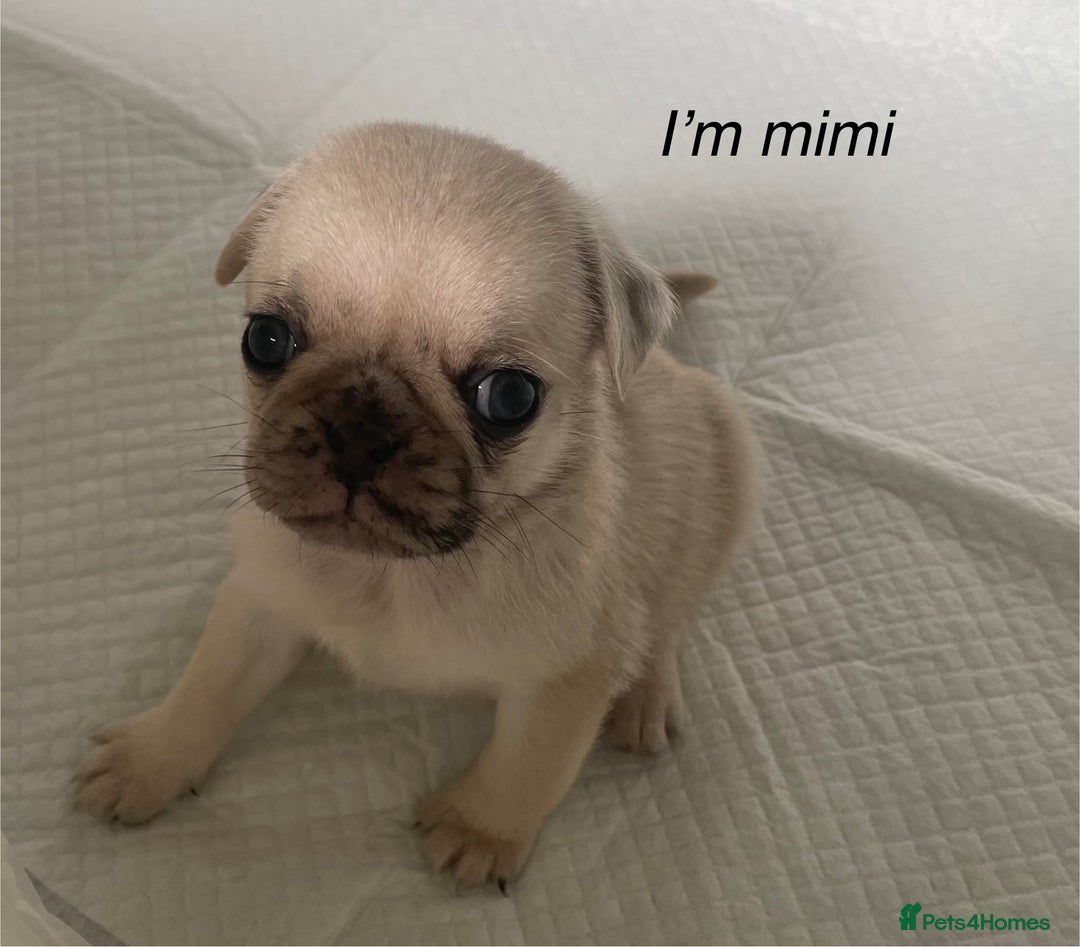 Pug dogs for sale: Pug Puppies  - Image 25