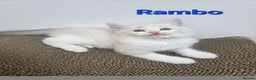 Ragdoll cats for sale: GCCF registered ragdoll kittens  - Advert 7