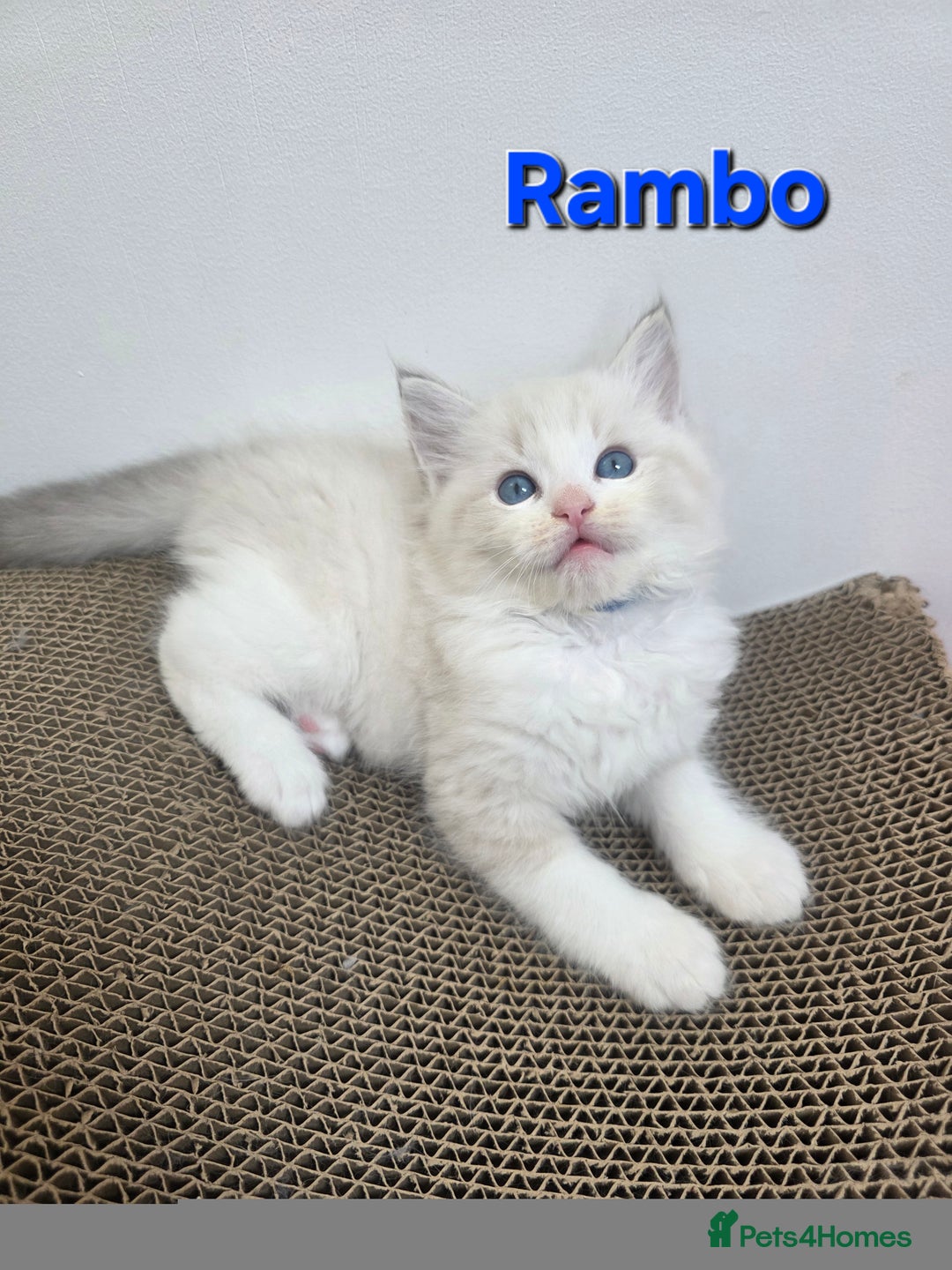 Ragdoll cats for sale: GCCF registered ragdoll kittens  - Advert 7