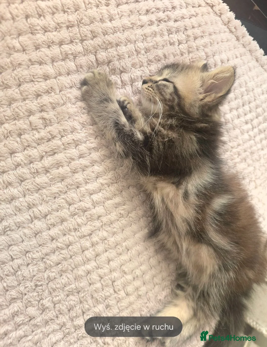 Mixed Breed cats for sale: Beautiful Long-Haired Kitten – Raised with Mum in Spalding - Advert 5