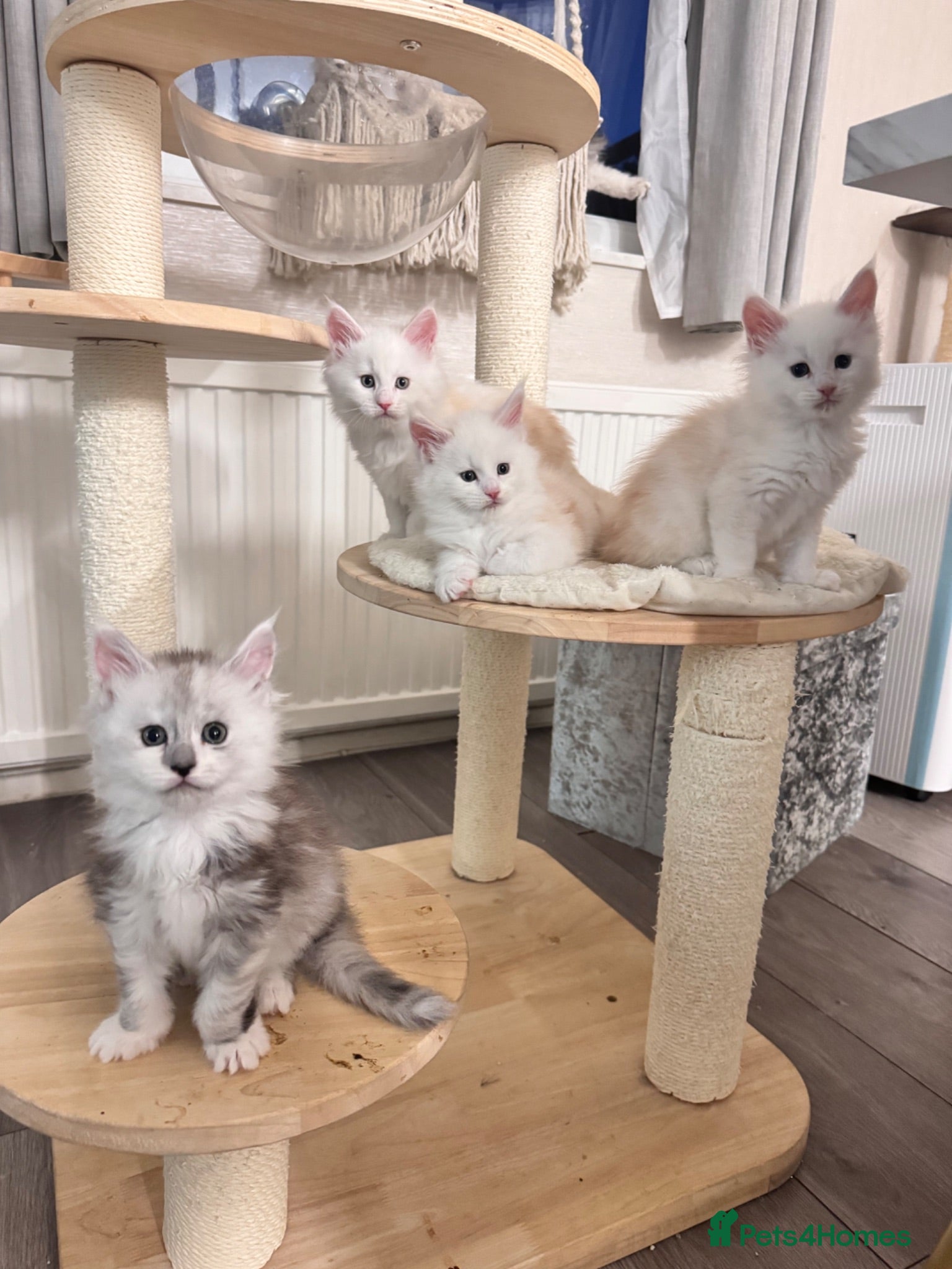 Maine Coon cats     🌟🌟Amazing Kittens Maine Coon 🌟🌟 - Advert 18