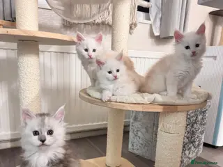 Maine Coon cats 🌟🌟Amazing Kittens Maine Coon 🌟🌟 - Advert 18
