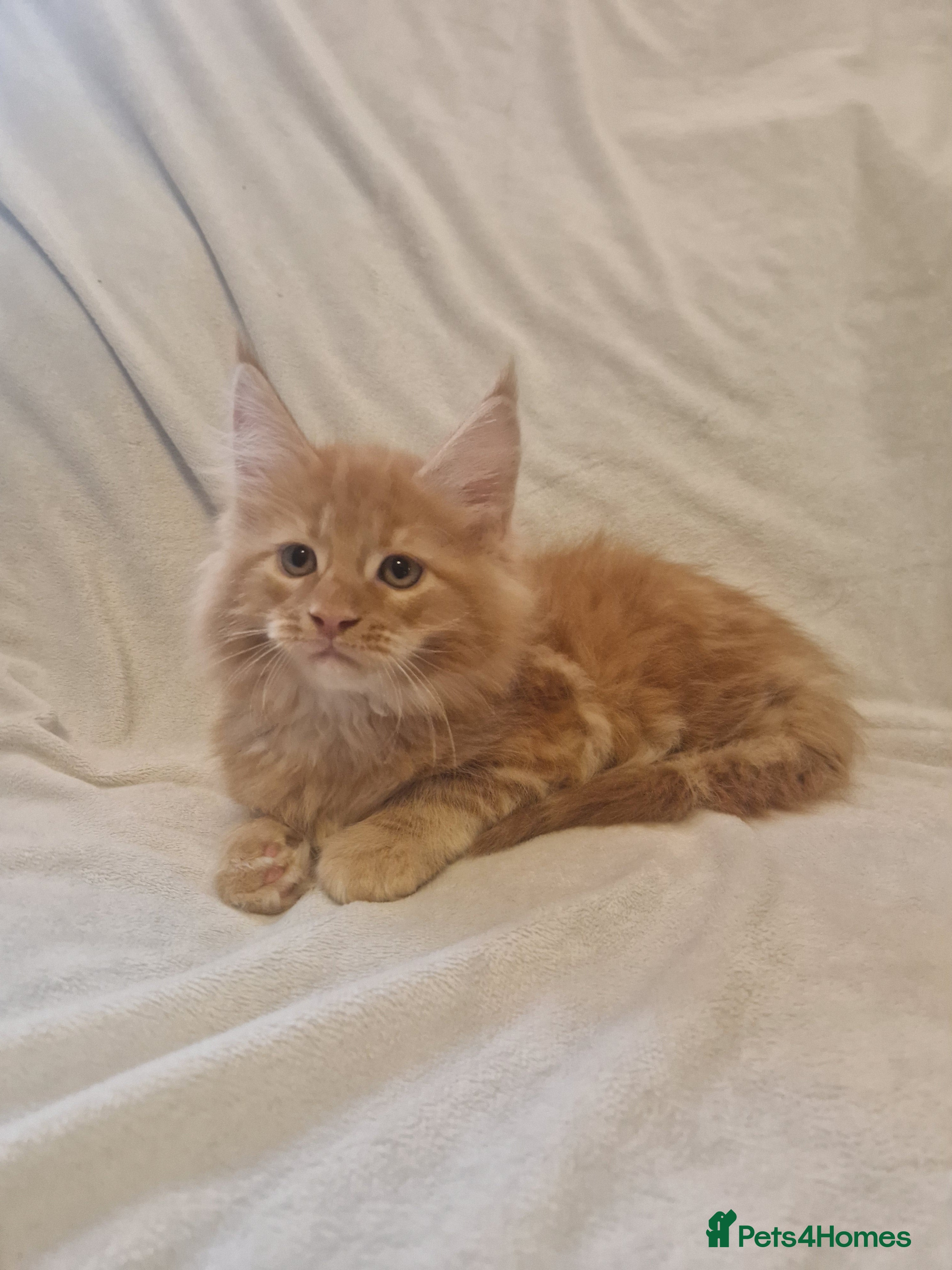Maine Coon cats GCCF & TICA Maine Coon kittens Activ Available  - Advert 4