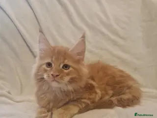 Maine Coon cats GCCF & TICA Maine Coon kittens Activ Available - Advert 4