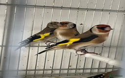 Finches birds for sale: Finches  - Image 14