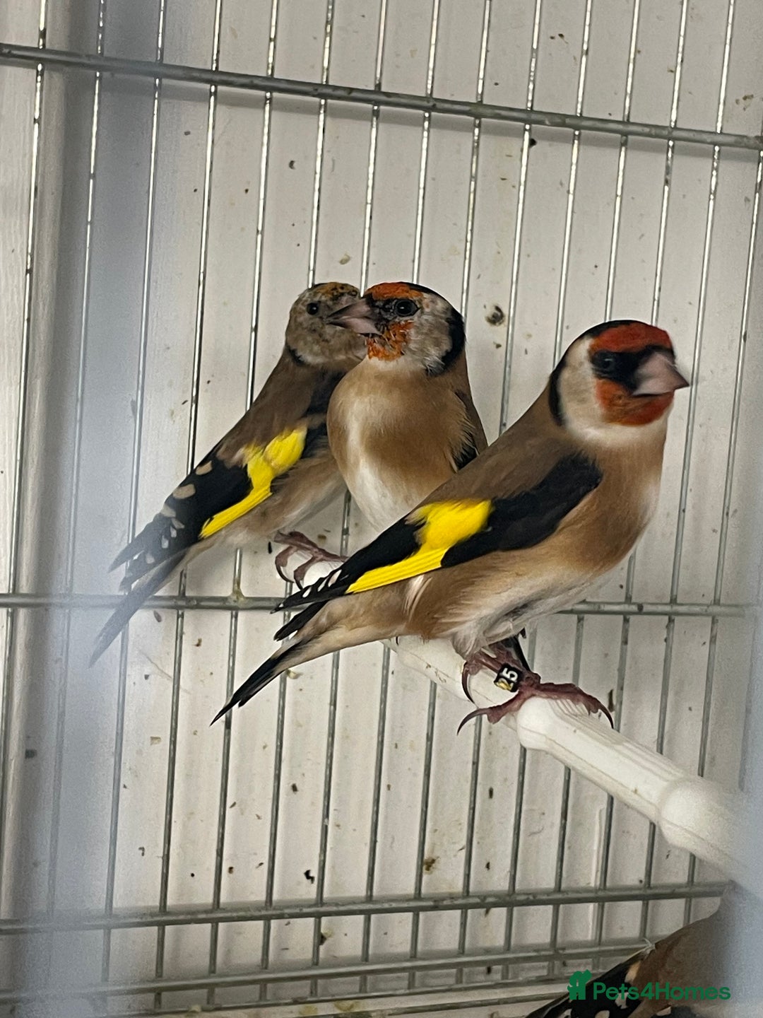 Finches birds for sale: Finches  - Image 14