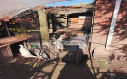 Ducks poultry for sale: White Indian Runner Male Duck - Image 5