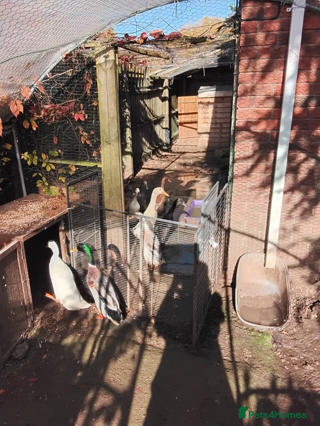 Ducks poultry for sale: White Indian Runner Male Duck - Image 5