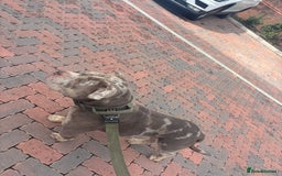 American Bully dogs for sale: American bully  - Image 3