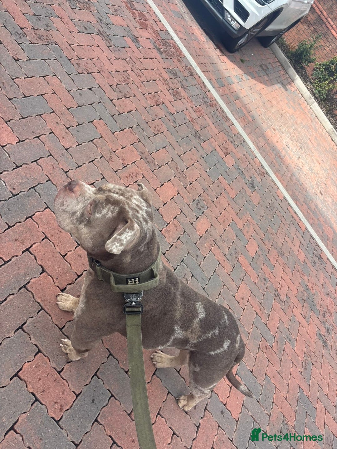 American Bully dogs for sale: American bully  - Image 3
