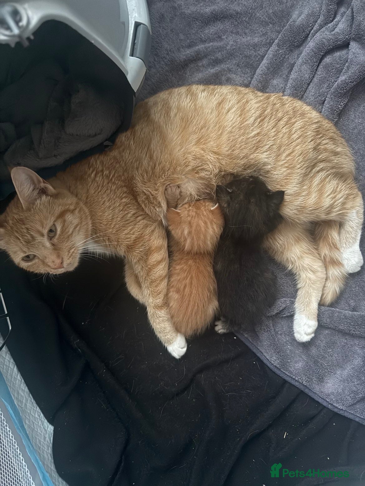 Mixed Breed cats 2 kittens  - Advert 4