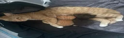 Mixed Breed cats for sale: 2 kittens  in Havant - Advert 1