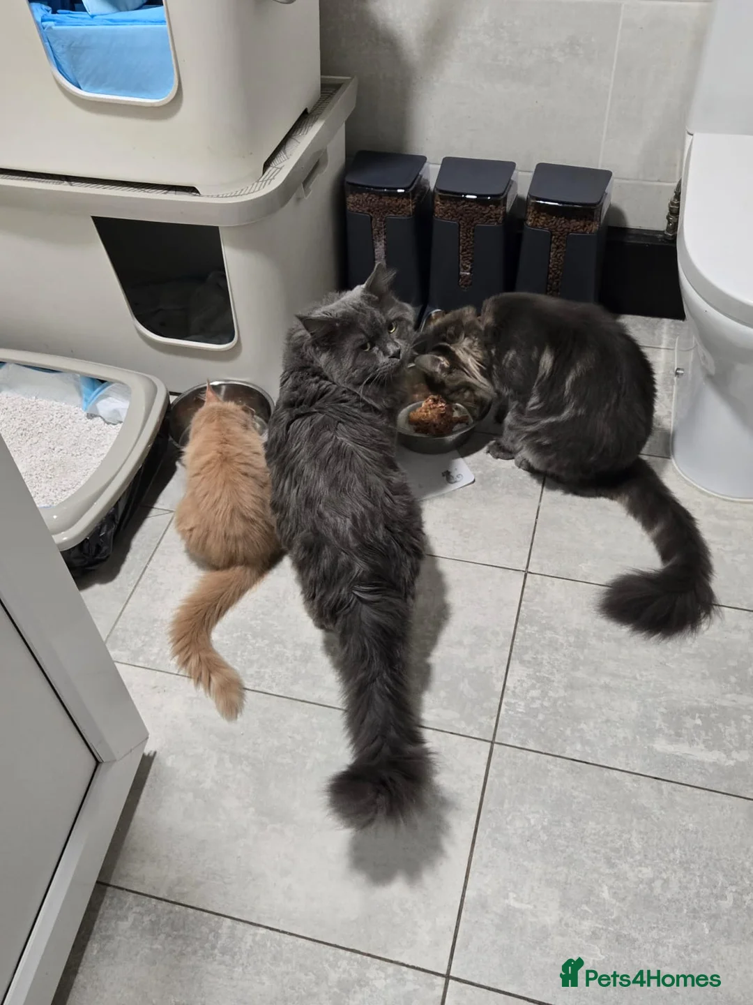 Maine Coon cats for sale: Loving home - Russian blue diamond - Advert 2