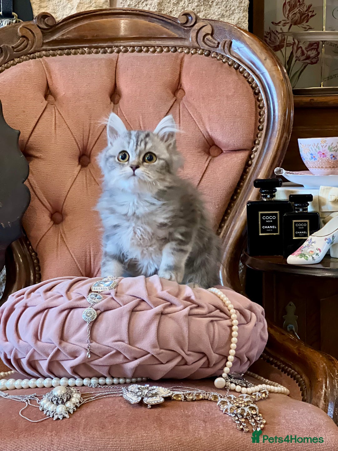 British Shorthair cats for sale: PUREBRED BSH KITTENS - Advert 8