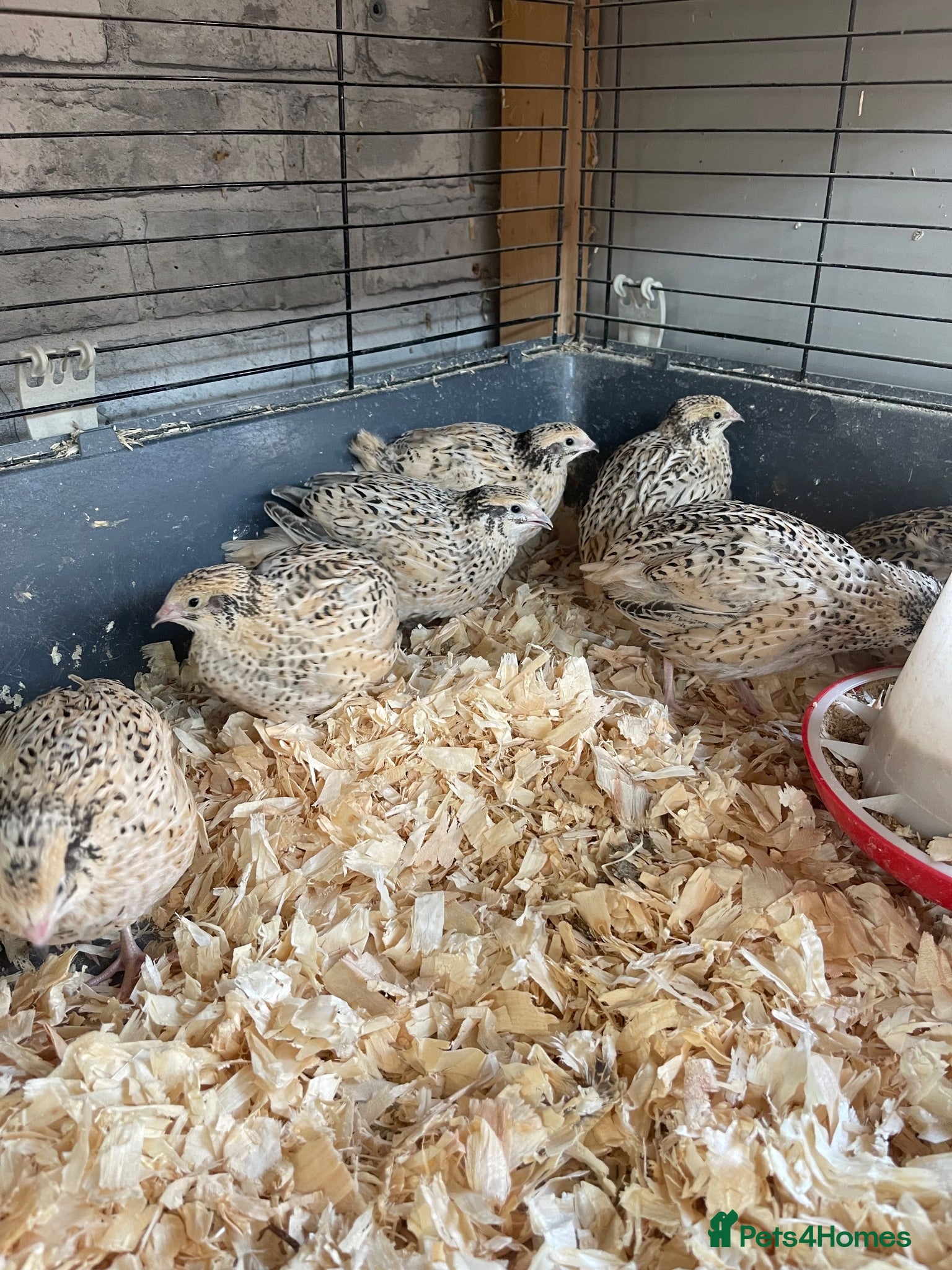 Quail poultry Quail hens - Advert 1