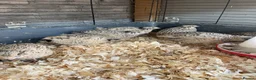 Quail poultry for sale: Quail hens - Advert 1