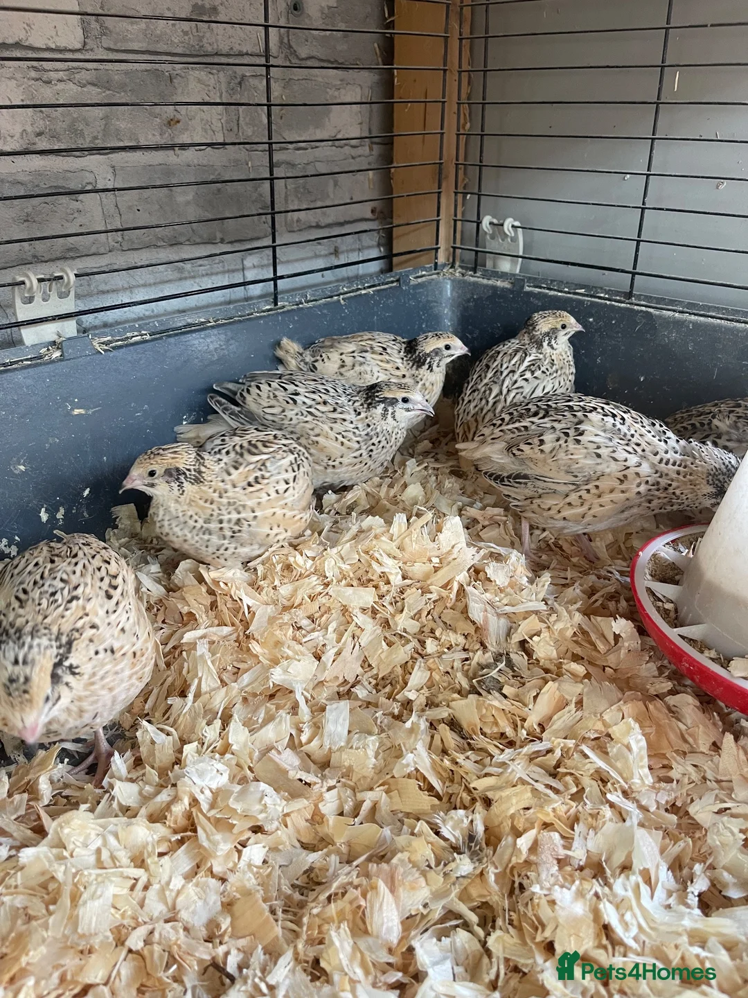 Quail poultry for sale: Quail hens - Advert 1