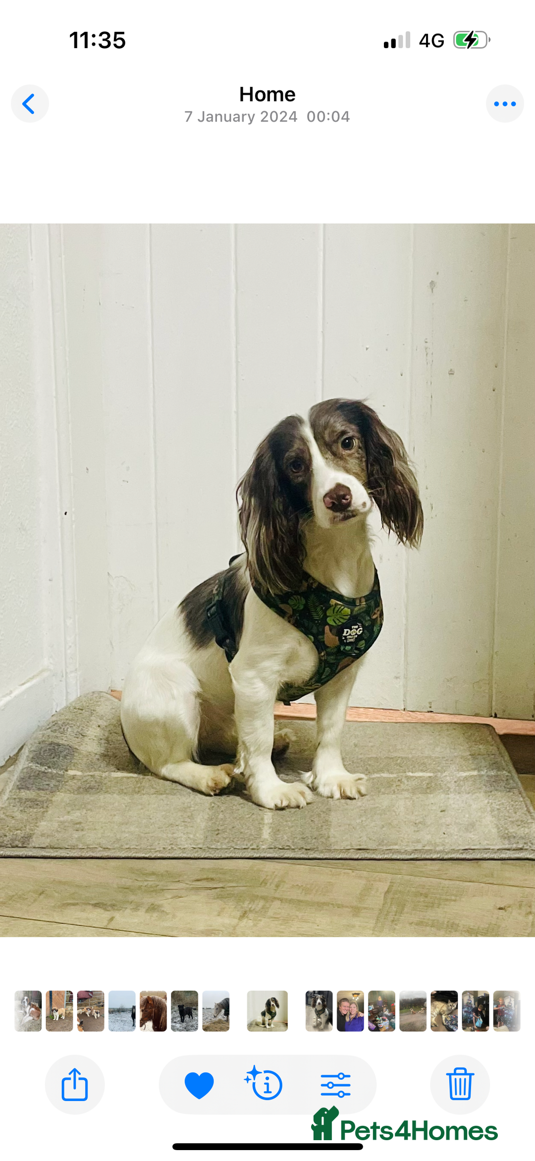 Cocker Spaniel dogs for sale: Stunning Cocker Girl - Advert 2