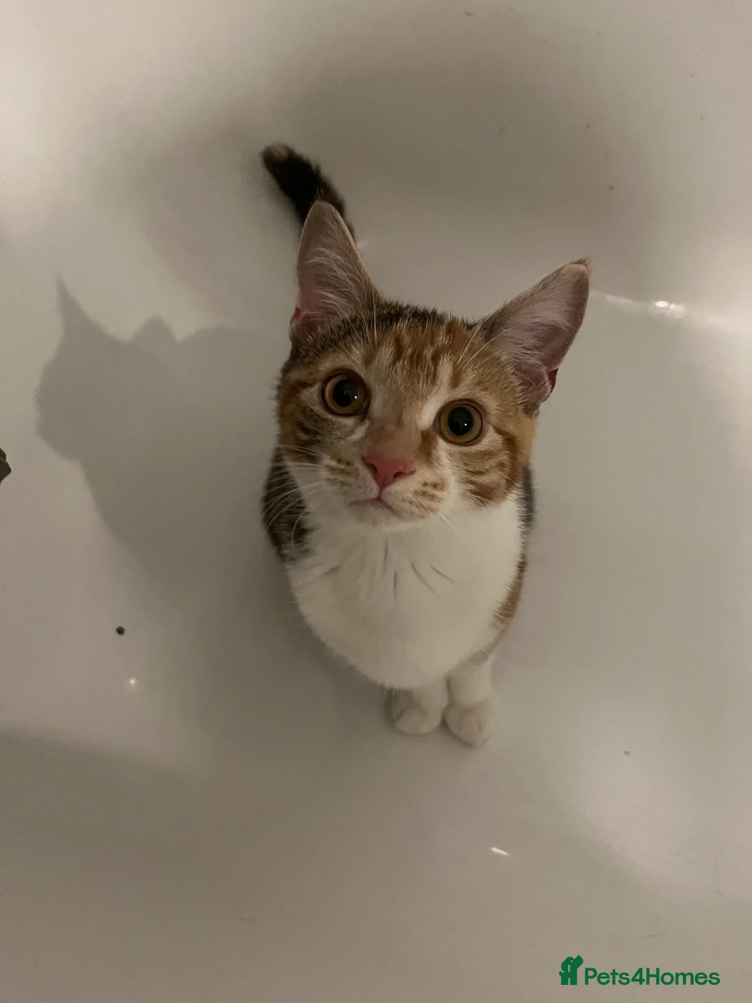 British Shorthair cats for sale: 2 year old Calico - Advert 2