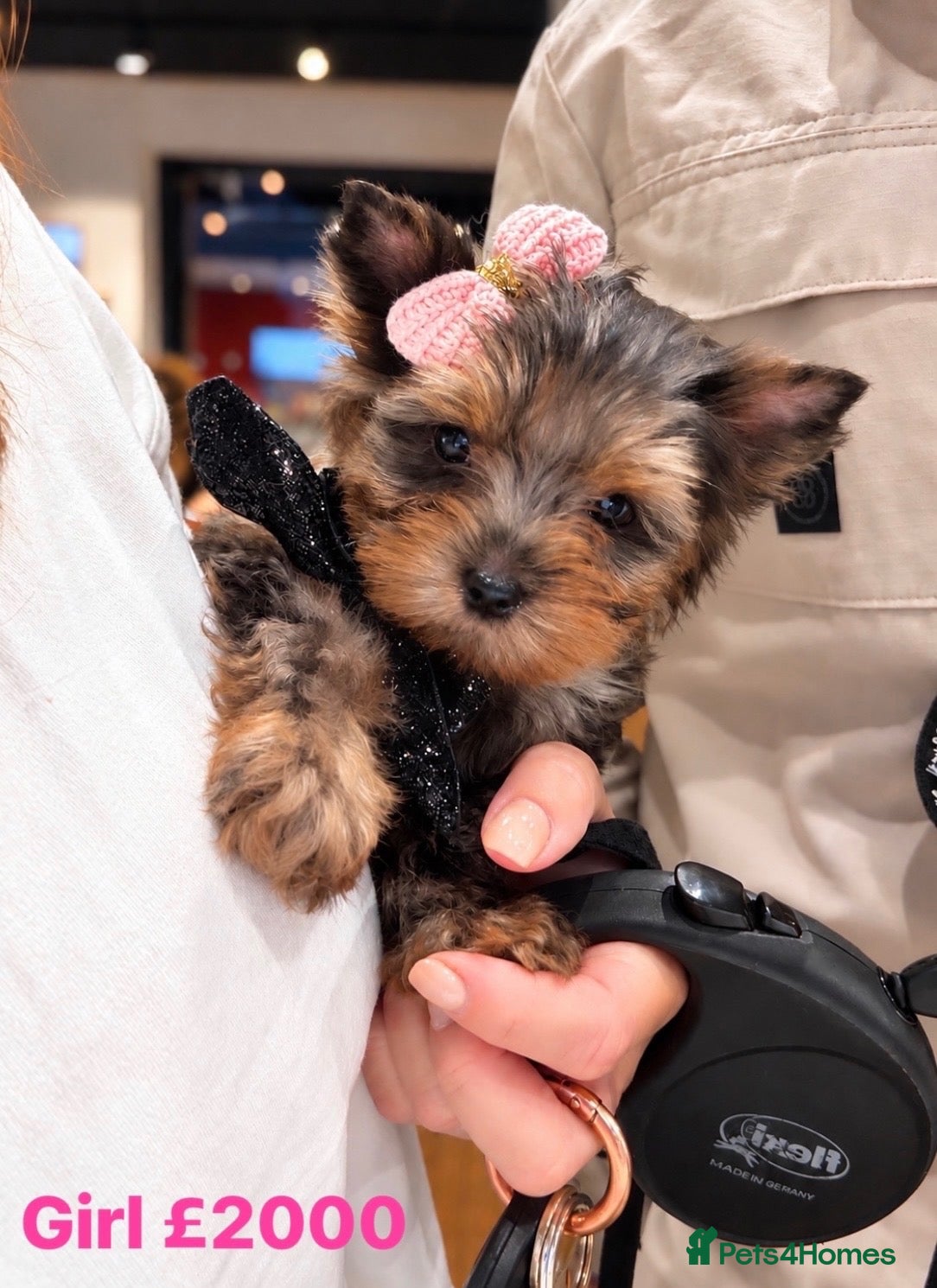 Yorkshire Terrier dogs Mini Yorkshire terrier Merle up to 1.5kg  - Advert 13