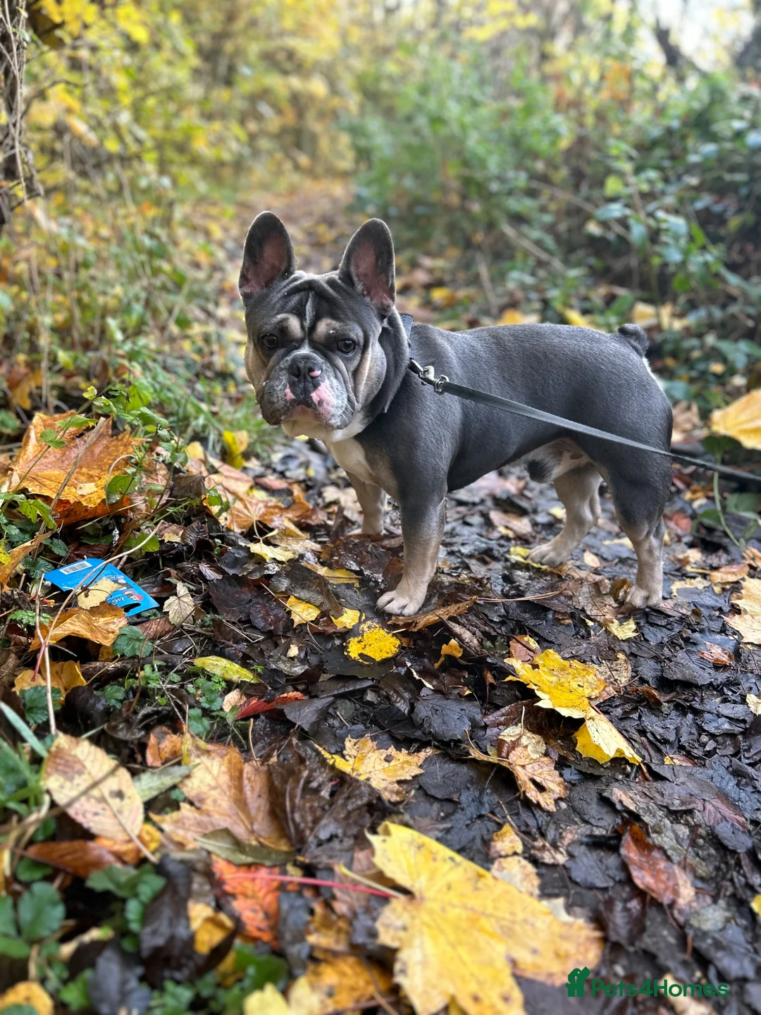 French Bulldog dogs for sale: French Bulldog  in Chesterfield - Advert 2