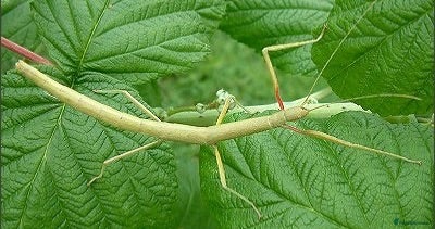 Stick Insects invertebrates Stick Insects - Green Indian - Advert 6