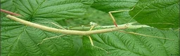 Stick Insects invertebrates for sale: Stick Insects - Green Indian in Swindon - Advert 1