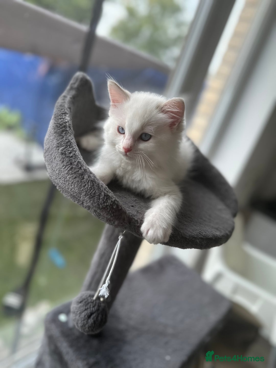 Ragdoll cats for sale: Gorgeous Rare White boy and blue mitted boy  - Image 19