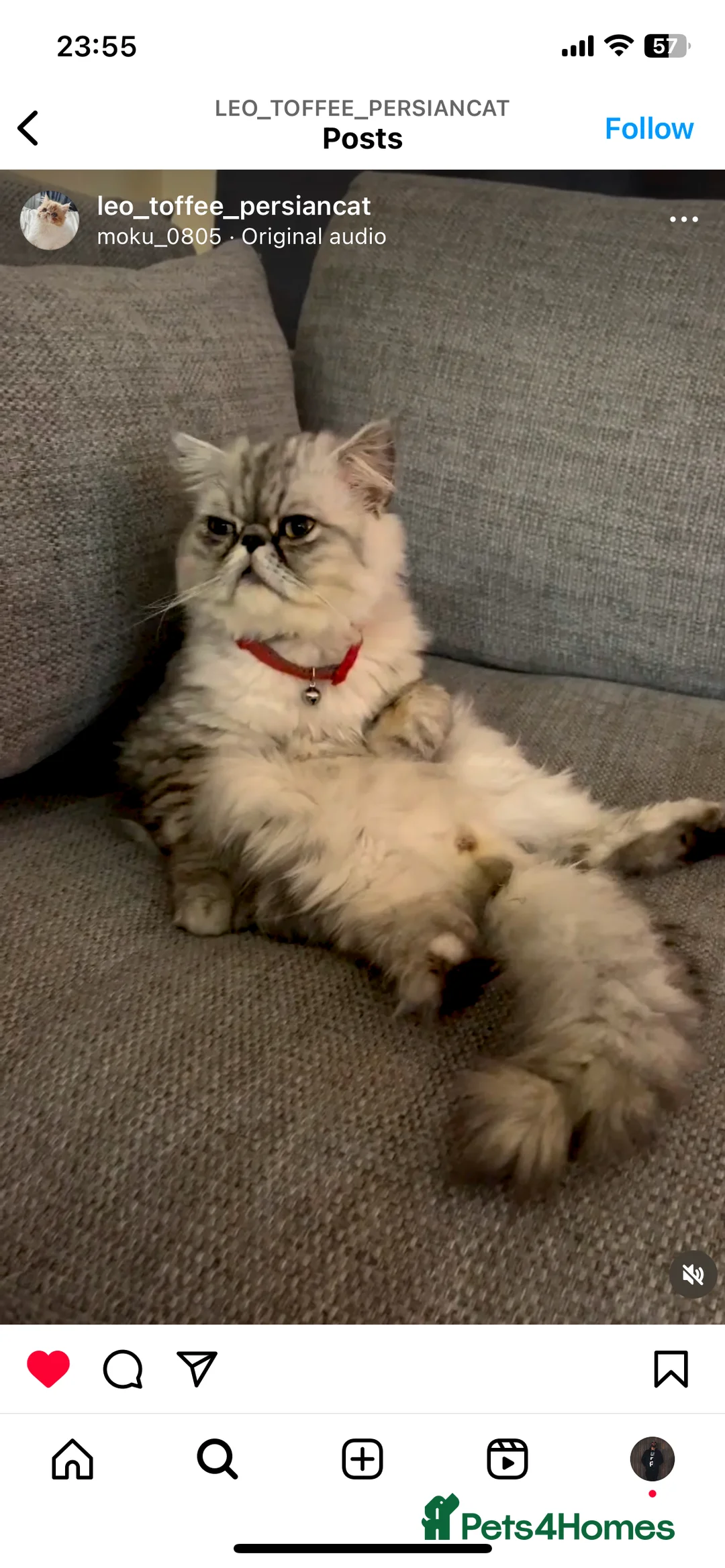 Persian cats for sale: Beautiful Persian Cat Needs a Loving Forever Home  in Glasgow - Advert 4