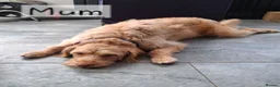 Mixed Breed dogs for sale: Miniature (Australian) Labradoodles girls - Advert 3