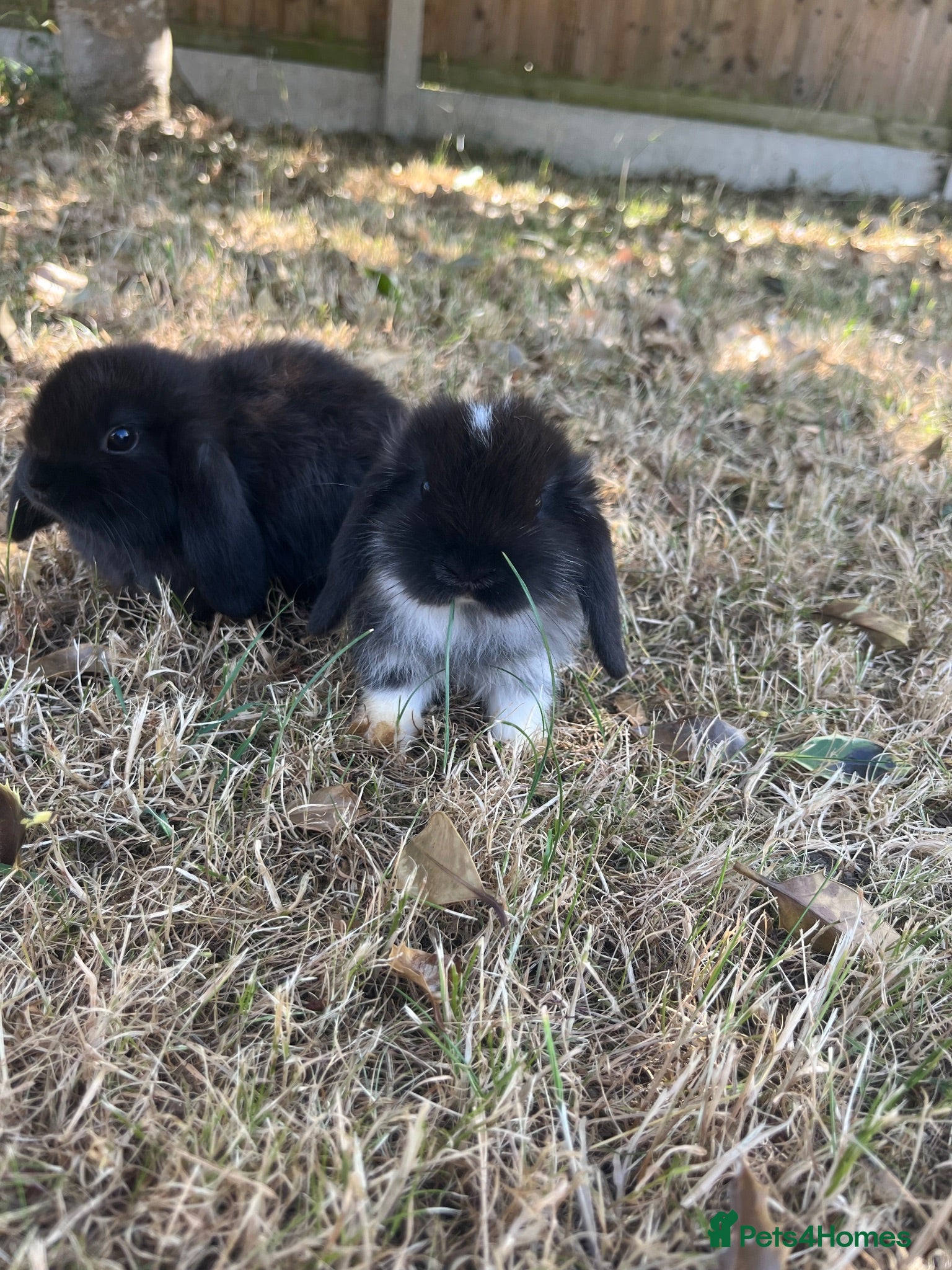 Mini Lop rabbits 🐰Pure Bred Mini Lop babies ~ Ready now🐰 - Advert 2