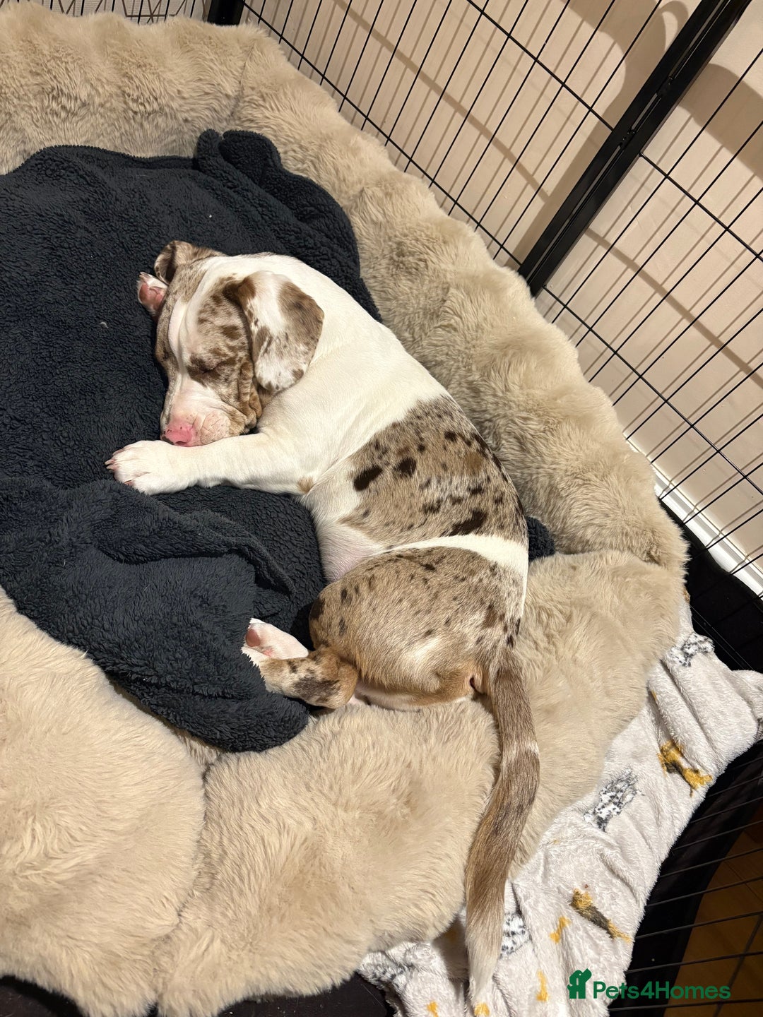 Mixed Breed dogs for sale: Old English bulldogge x miniature dachshund  - Image 3