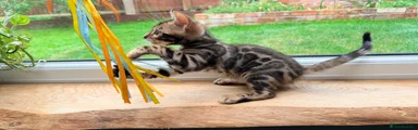 Bengal Kitten 4