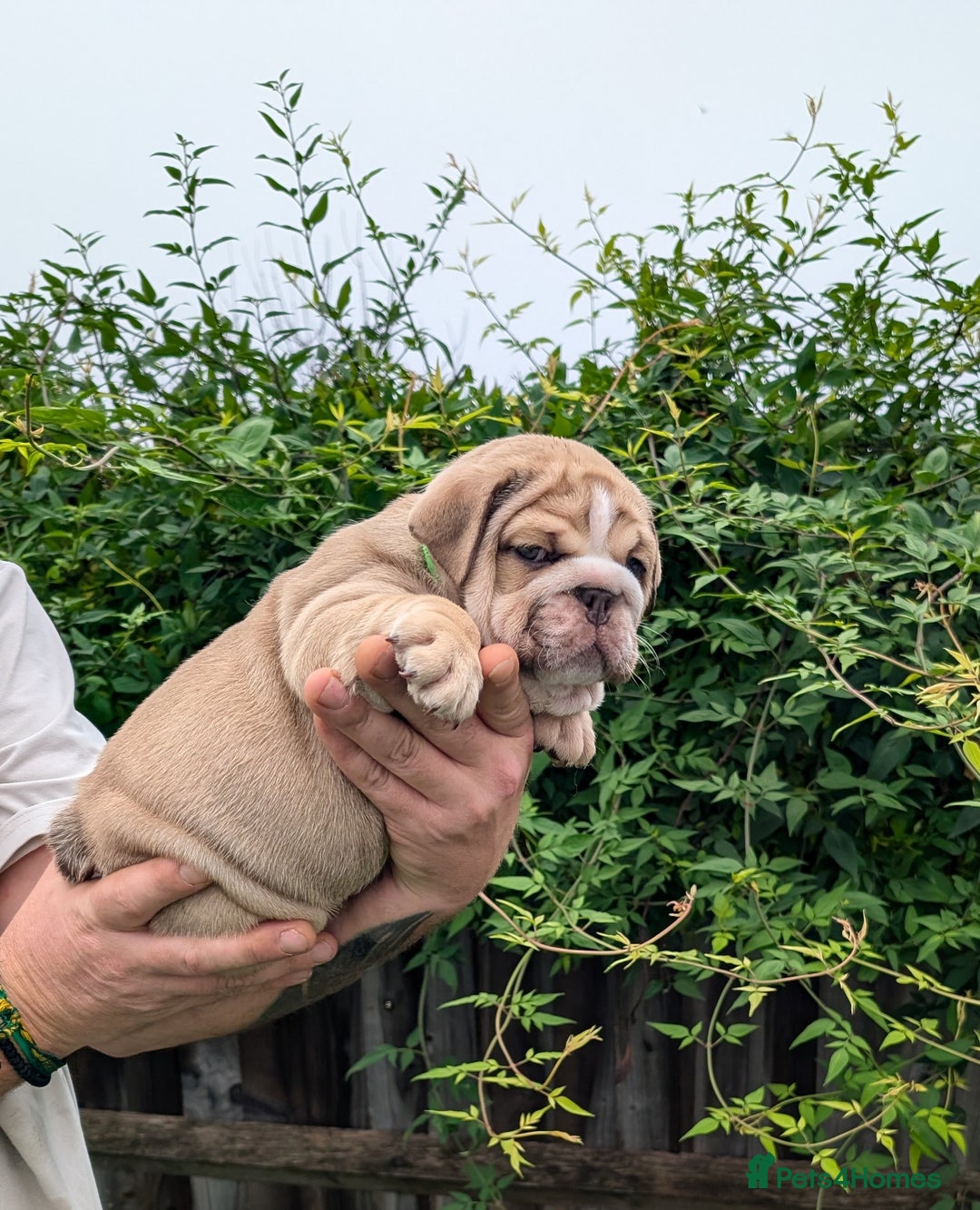 English Bulldog dogs for sale: English Bulldog Puppies  - Advert 33