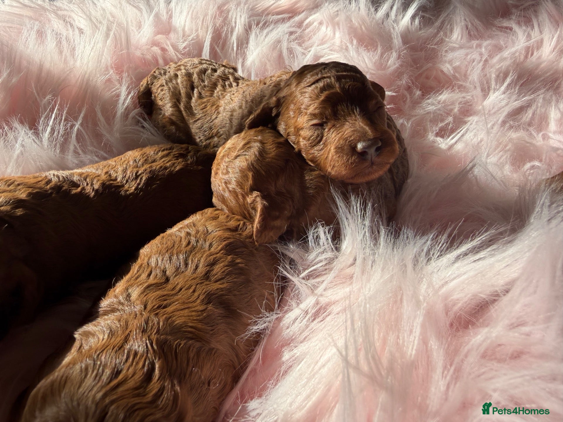 Miniature Poodle dogs Solid red poodle 🐶 - Advert 2