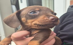 Miniature Dachshund dogs for sale: Miniature daushund puppies  - Image 1