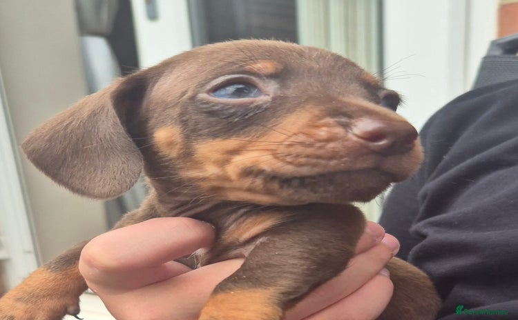 Miniature Dachshund dogs - Advert 9