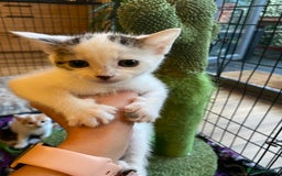 British Shorthair cats for sale: 3 beautiful British Shorthair Kittens  - Image 16