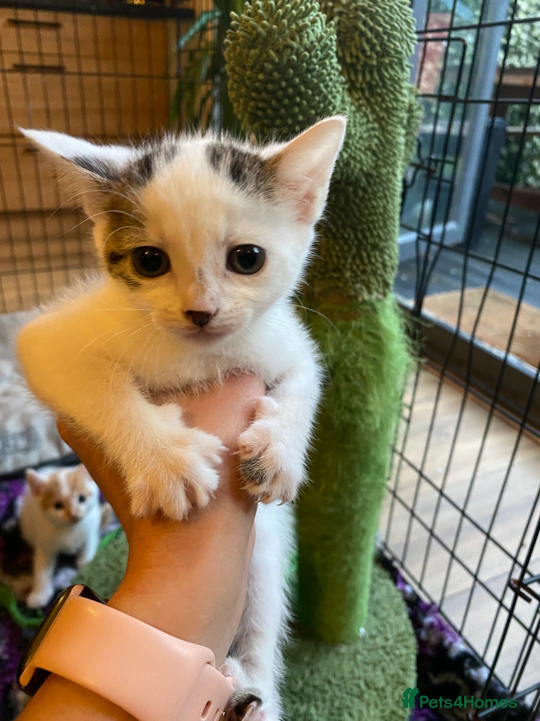 British Shorthair cats for sale: 3 beautiful British Shorthair Kittens  - Image 16