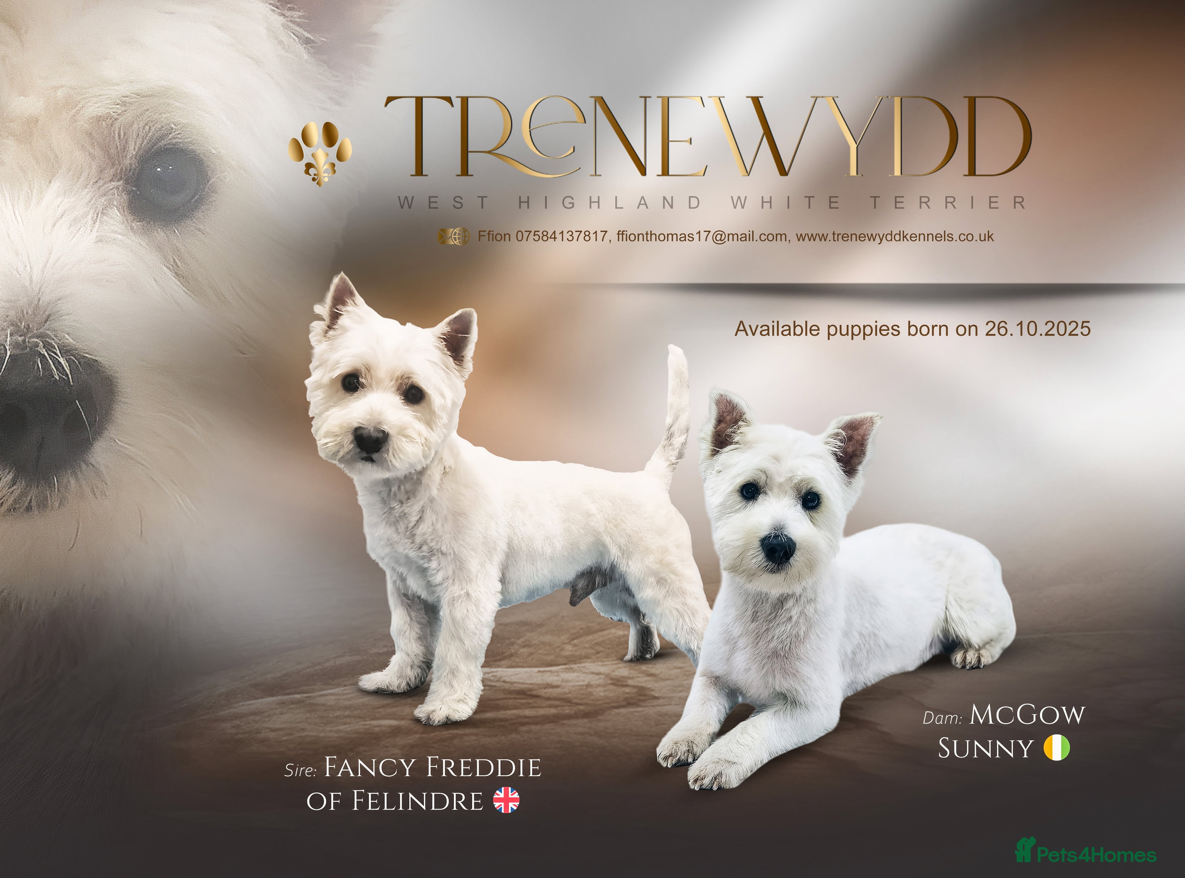 West Highland Terrier dogs Pedigree Westie Boys.  - Advert 1