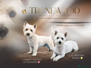 West Highland Terrier dogs Pedigree Westie Boys. - Advert 6