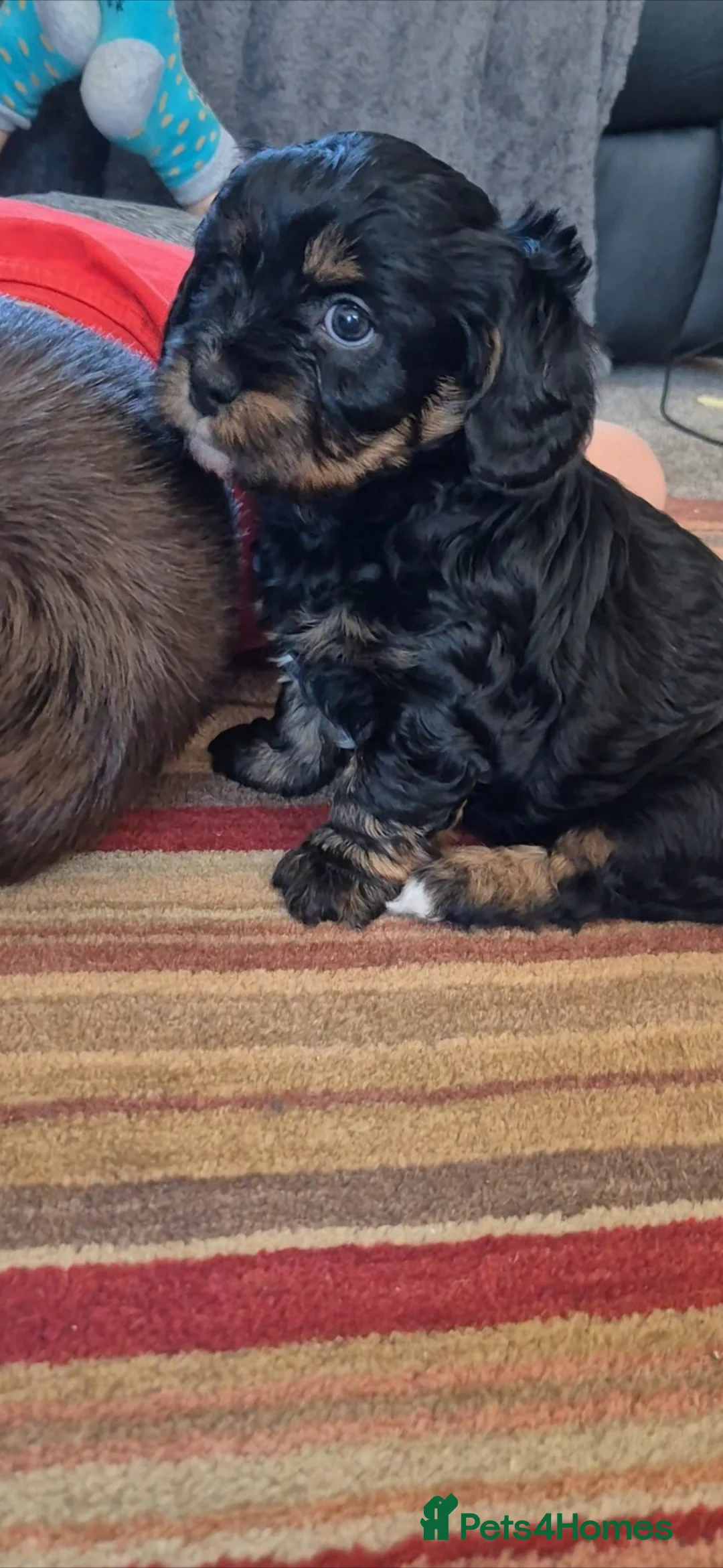 Cavapoo dogs for sale: 3 Beautiful Cavapoo Girls, 2 Black/Tan and 1 Merle in Truro - Advert 20